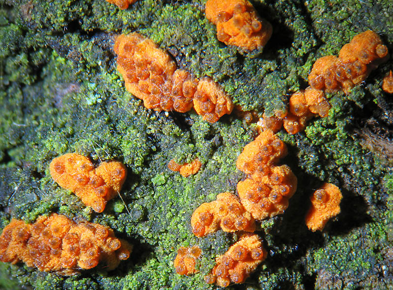 Nectria sp.?